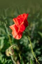 Single red poppy flower  Papaver  close-up on a blurred natural green background in the sunlight. Flower in the meadow Royalty Free Stock Photo