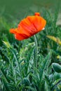 Single red poppy flower  Papaver  close-up on a blurred natural green background in the sunlight. Flower in the meadow Royalty Free Stock Photo