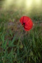 Single red poppy flower  Papaver  close-up on a blurred natural green background in the sunlight. Flower in the meadow Royalty Free Stock Photo