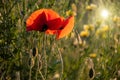 Single red poppy flower  Papaver  close-up on a blurred natural green background in the sunlight. Flower in the meadow Royalty Free Stock Photo