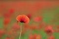 Single red poppy flower on red and green background Royalty Free Stock Photo