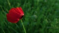 Single red poppy flower swaying wind. Beauty nature background loneliness Royalty Free Stock Photo