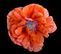 Single red poppy isolated on black Royalty Free Stock Photo