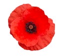 Single red poppy isolated on white background.Top view