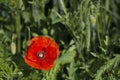 Single red poppy, with green blurred background Royalty Free Stock Photo