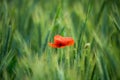 Single red poppy