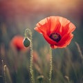 Single Red Poppy Royalty Free Stock Photo