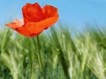 Single red poppy under blue sky with green background Royalty Free Stock Photo