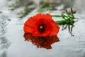 Single red poppy on the wet background after rain. Springtime, nature after rain Royalty Free Stock Photo