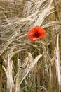 Single red poppy in wheat field France