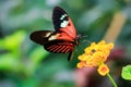 Single Red Postman Butterfly or Common Postman (Heliconius melpomene) Royalty Free Stock Photo