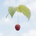 A single red raspberry dangling from a thread attached to a large, flattened green raspberry leaf Royalty Free Stock Photo