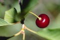 A single red ripe cherry hanging on a branch of a cherry tree Royalty Free Stock Photo