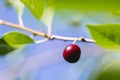 A single red ripe cherry hanging on a branch of a cherry tree Royalty Free Stock Photo