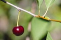 A single red ripe cherry hanging on a branch of a cherry tree Royalty Free Stock Photo