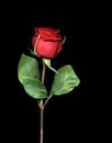 Single Red Rose Royalty Free Stock Photo