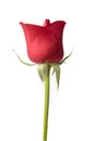 Single Red Rose Royalty Free Stock Photo