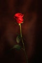Single red rose Royalty Free Stock Photo