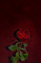 A single red rose against a black, red gloomy background. Postcard, background for mourning, funeral