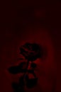 A single red rose against a black, red gloomy background. Postcard, background for mourning, funeral