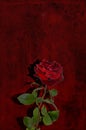 A single red rose against a black, red gloomy background. Postcard, background for mourning, funeral