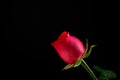 Single Red Rose on Black Background Royalty Free Stock Photo