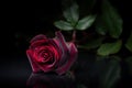 Single red rose on black glass table Royalty Free Stock Photo