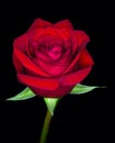 A Single Red Rose