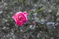 A Single Red Rose With Black and White Background Royalty Free Stock Photo