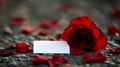 Single Red Rose with Blank Card on Dark Ground Royalty Free Stock Photo