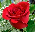 A single red rose in a bouquet with baby's breath in the background. Royalty Free Stock Photo