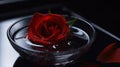 a single red rose in a bowl of water with water droplets on the bottom of the bowl and a red rose in the middle of the bowl Royalty Free Stock Photo