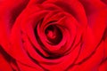 A single red rose close up Royalty Free Stock Photo