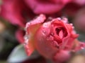 Single red rose closeup. Rose core of petals with water drops. Selective focus, defocused. Pink rose head water drops. Royalty Free Stock Photo
