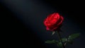 Single red rose in dark background with dramatic lighting Royalty Free Stock Photo