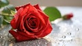 A single red rose with dewdrops lying on a marble grey stone surface Royalty Free Stock Photo