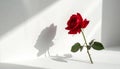 Single Red Rose with Dramatic Shadow on White Background Royalty Free Stock Photo