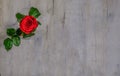 Single red rose flat bed shot for Valantines Royalty Free Stock Photo