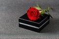 Single red rose flower with black gift box on blurred dark silver glitter background Royalty Free Stock Photo