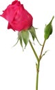 Single red rose flower bud on white Royalty Free Stock Photo