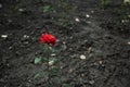 Single red rose flower growing up from dry dark wasteland neglected ground, unfocused background of loneliness concept picture Royalty Free Stock Photo