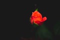 Single Red Rose flower Isolated on black background, Symbol of true Love Royalty Free Stock Photo