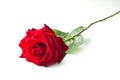 Single red rose flower Royalty Free Stock Photo