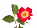 Single red rose flower isolated on white background. Rosa rubiginosa Royalty Free Stock Photo