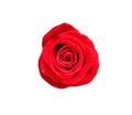 Single red rose flower isolated on white background top view , clipping path Royalty Free Stock Photo