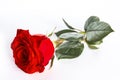 Single red rose flower isolated on white Royalty Free Stock Photo