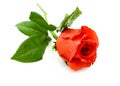 Single red rose flower with leaf. Royalty Free Stock Photo