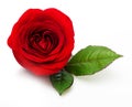 Single red rose flower Royalty Free Stock Photo