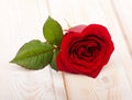 Single red rose flower Royalty Free Stock Photo