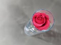 Single red rose flower in a narrow slim glass vase Royalty Free Stock Photo